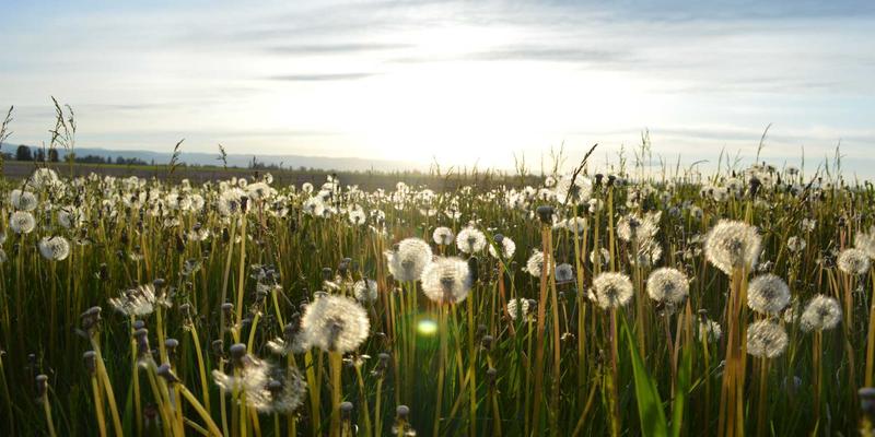 构建互助型生活方式：社区邻里资源共享平台如何重塑美食、旅行与健康生活